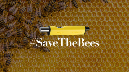 How You Can Help the Honey Bees with Dip Devices