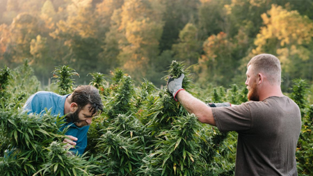 How Much Cannabis Can You Harvest From One Plant?